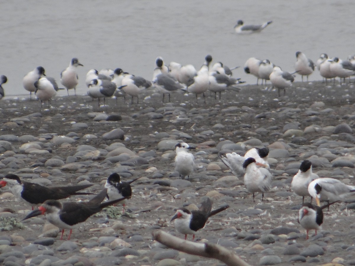 Sandwich Tern - Mats Jonasson