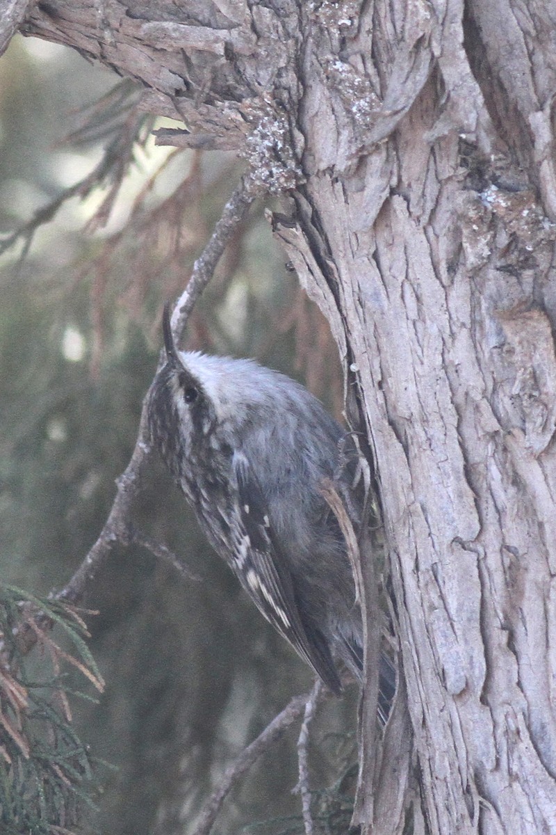 Short-toed Treecreeper - ML81385791