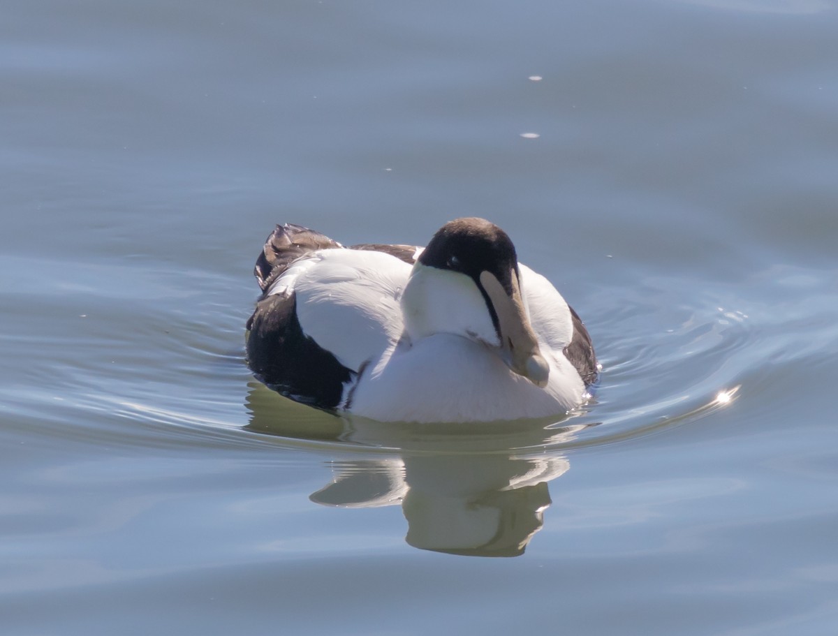 Common Eider - Peter Quadarella