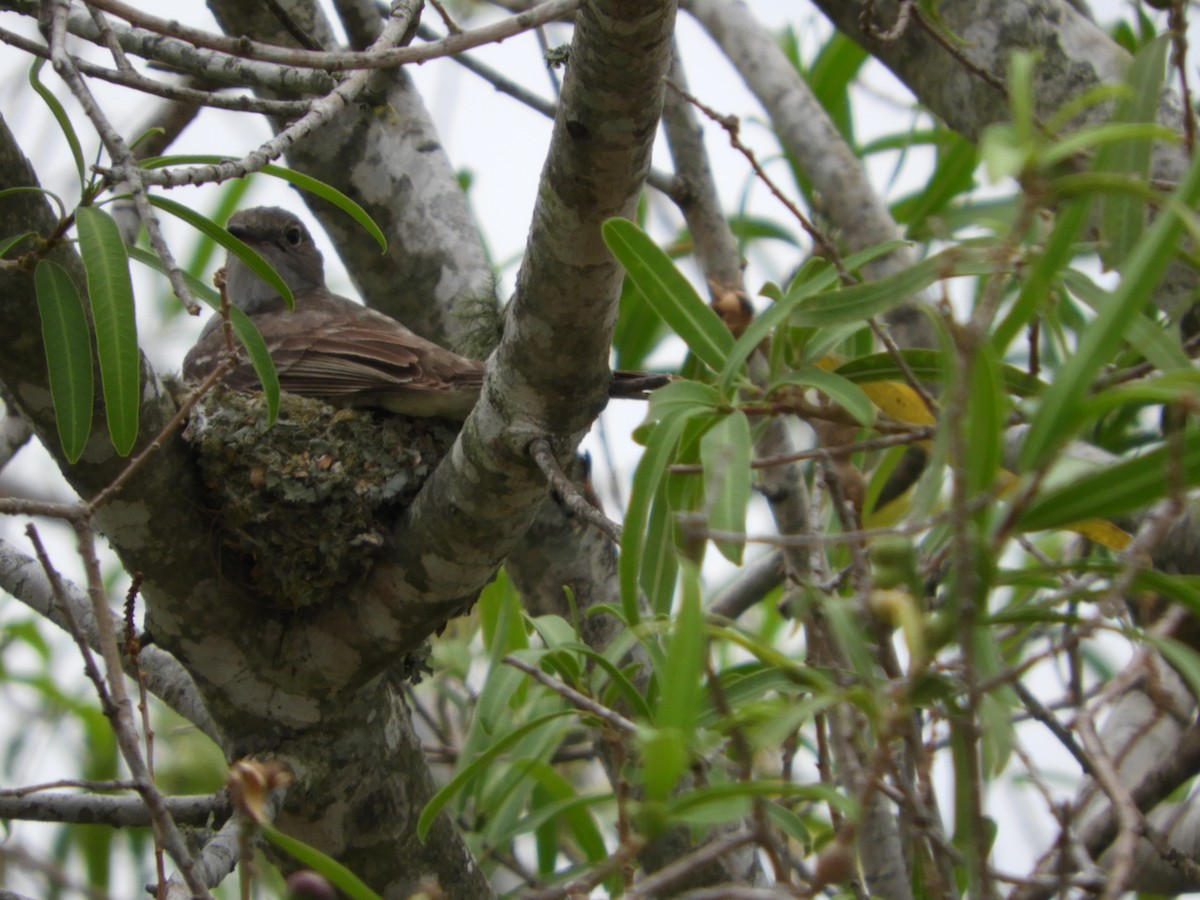 Small-billed Elaenia - Silvia Enggist