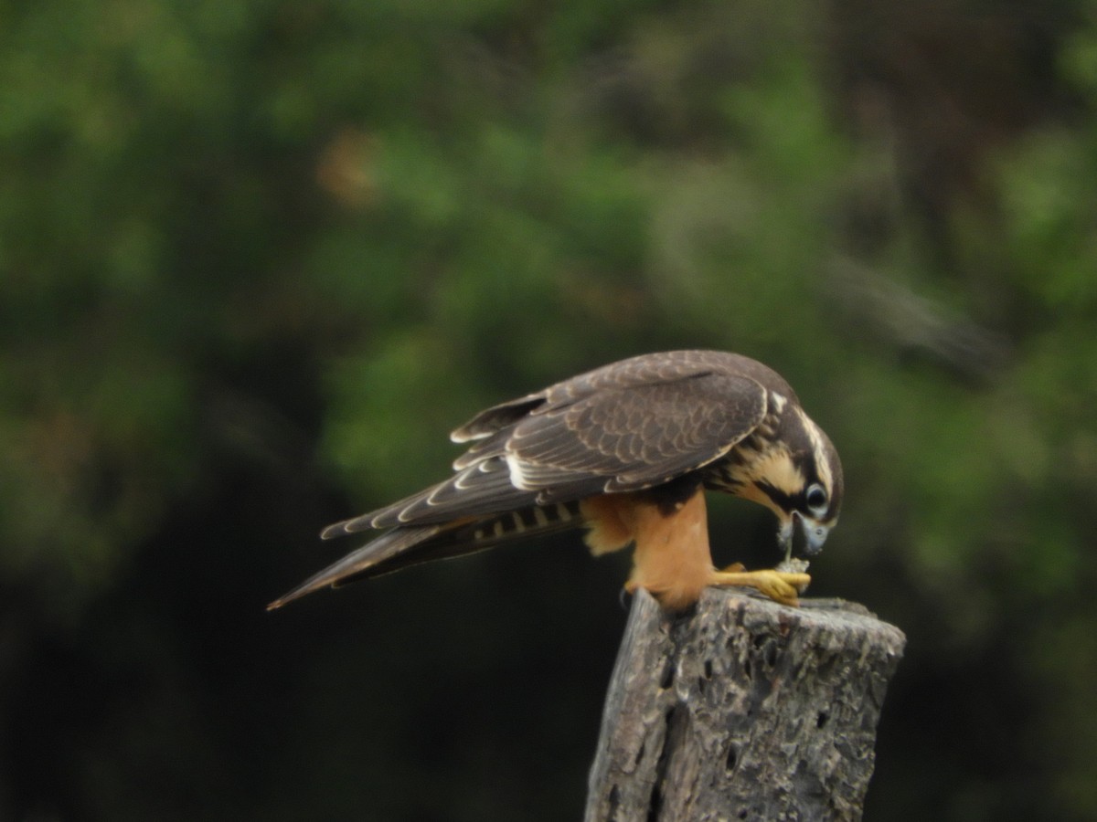 Aplomado Falcon - Silvia Enggist