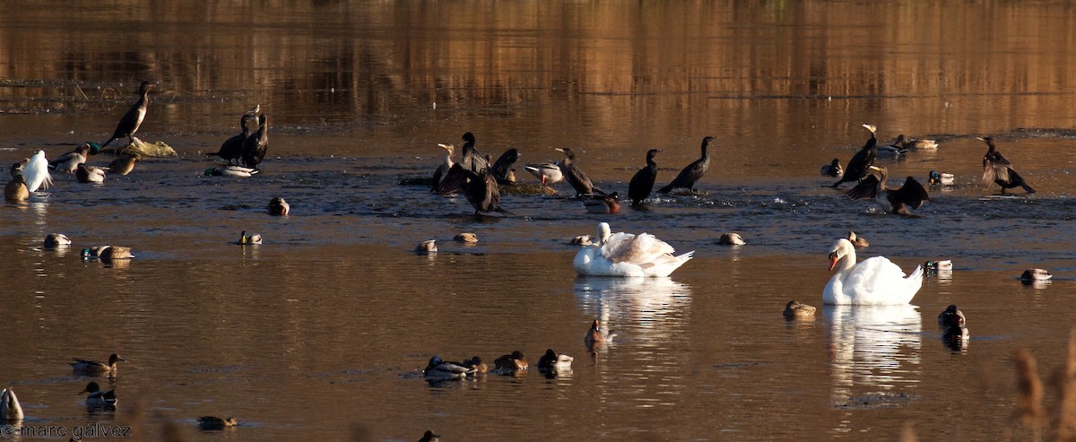 Mute Swan - ML81388331