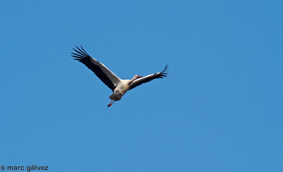 White Stork - ML81388371