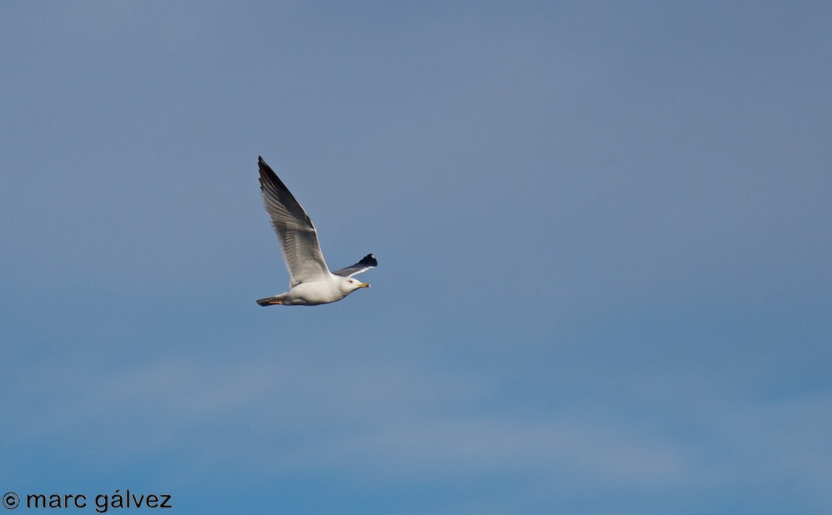 Yellow-legged Gull - ML81388421