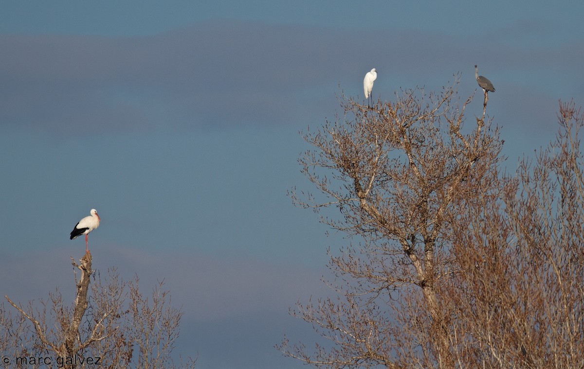 White Stork - ML81388461