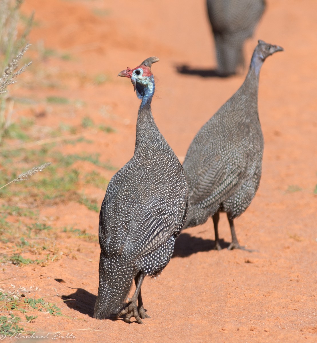 Helmeted Guineafowl - ML81388471