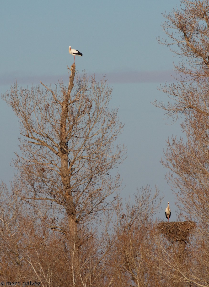 White Stork - ML81388561