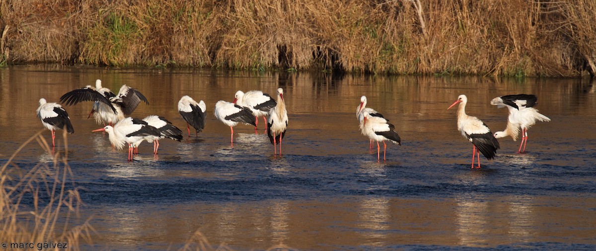 White Stork - ML81388601