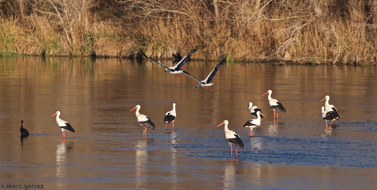 White Stork - ML81388611