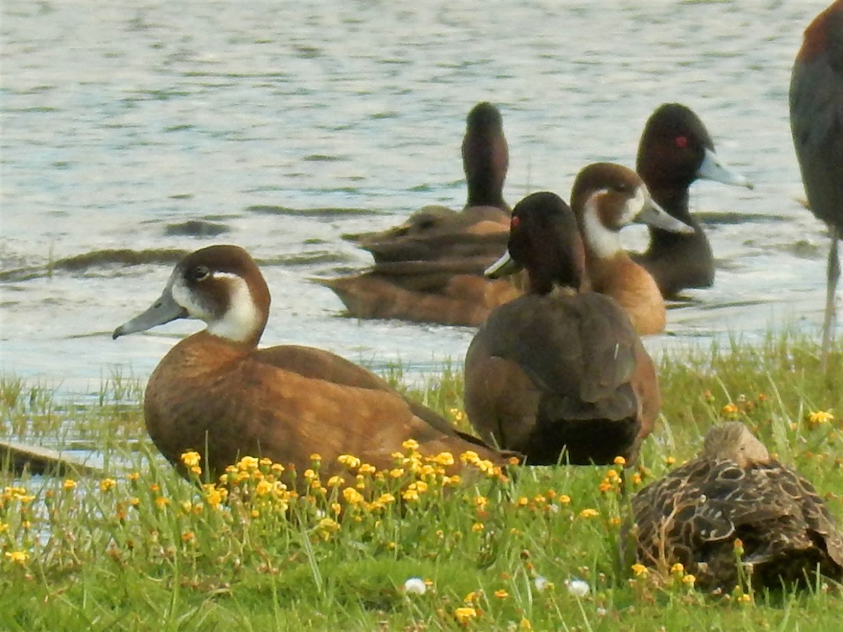 Southern Pochard - ML81388951