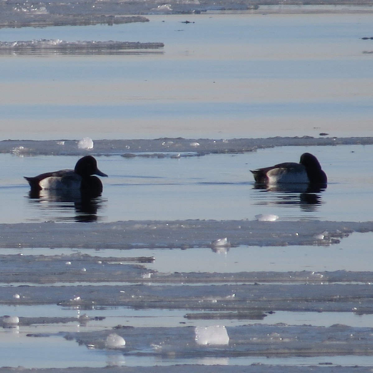 Greater Scaup - ML81390151