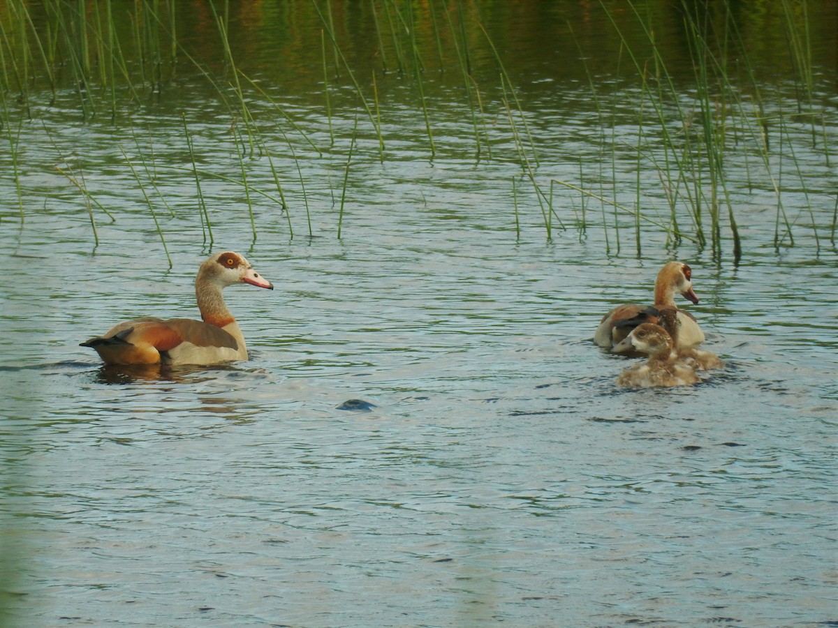 Egyptian Goose - Jennifer Rothe