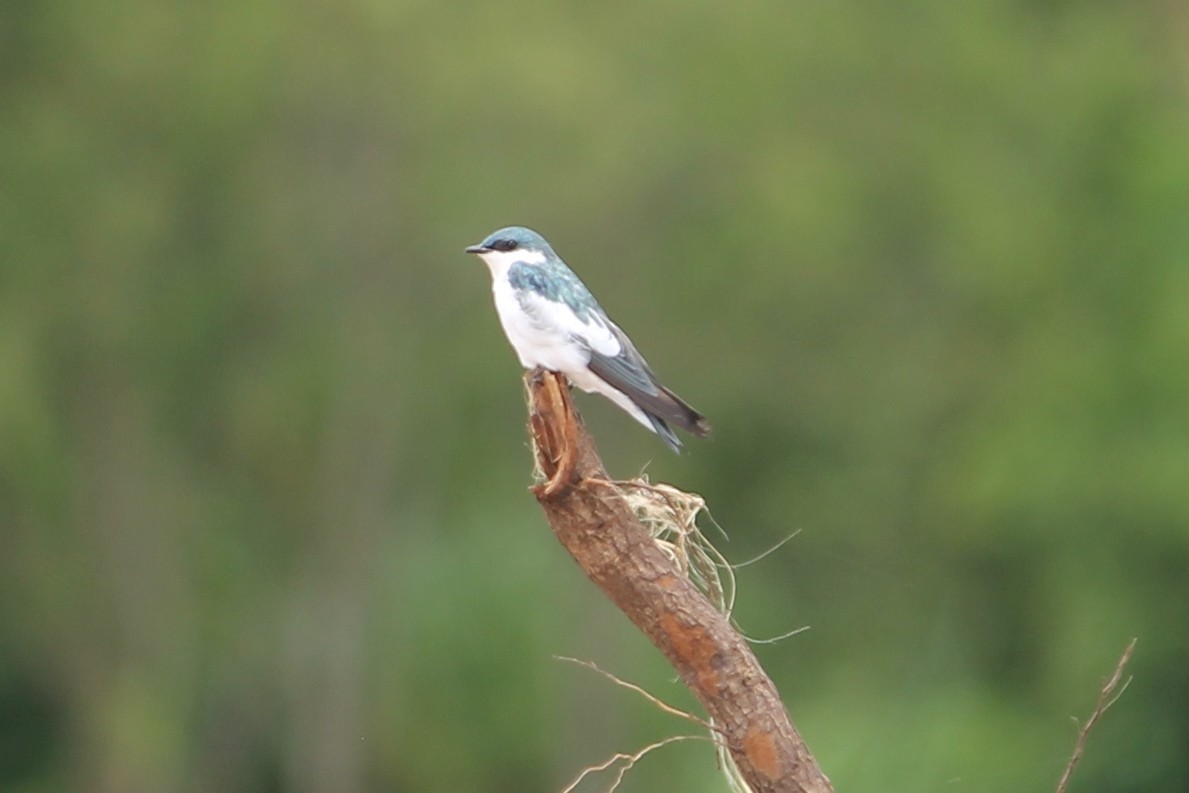 White-winged Swallow - Suzanne Vargas