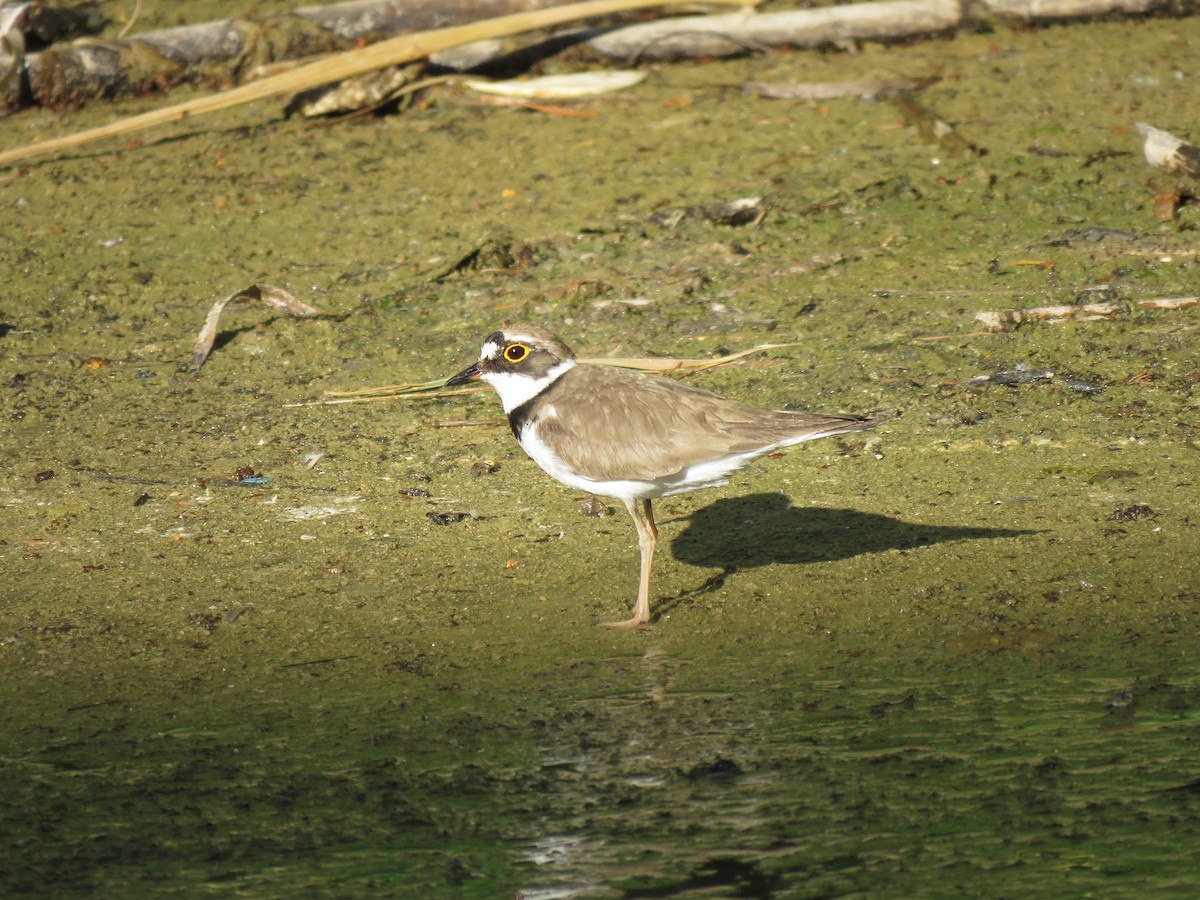 Little Ringed Plover - ML81392091