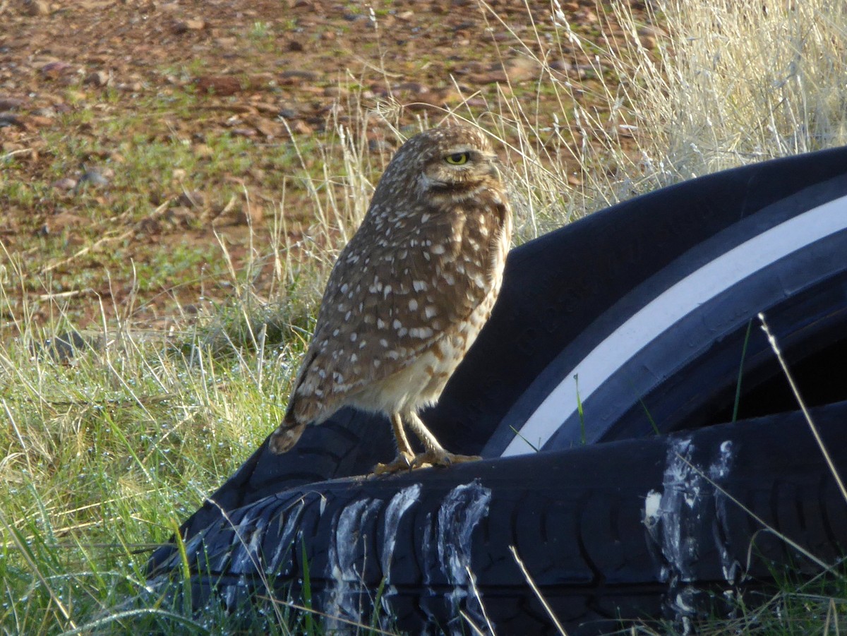 Burrowing Owl - ML81392291