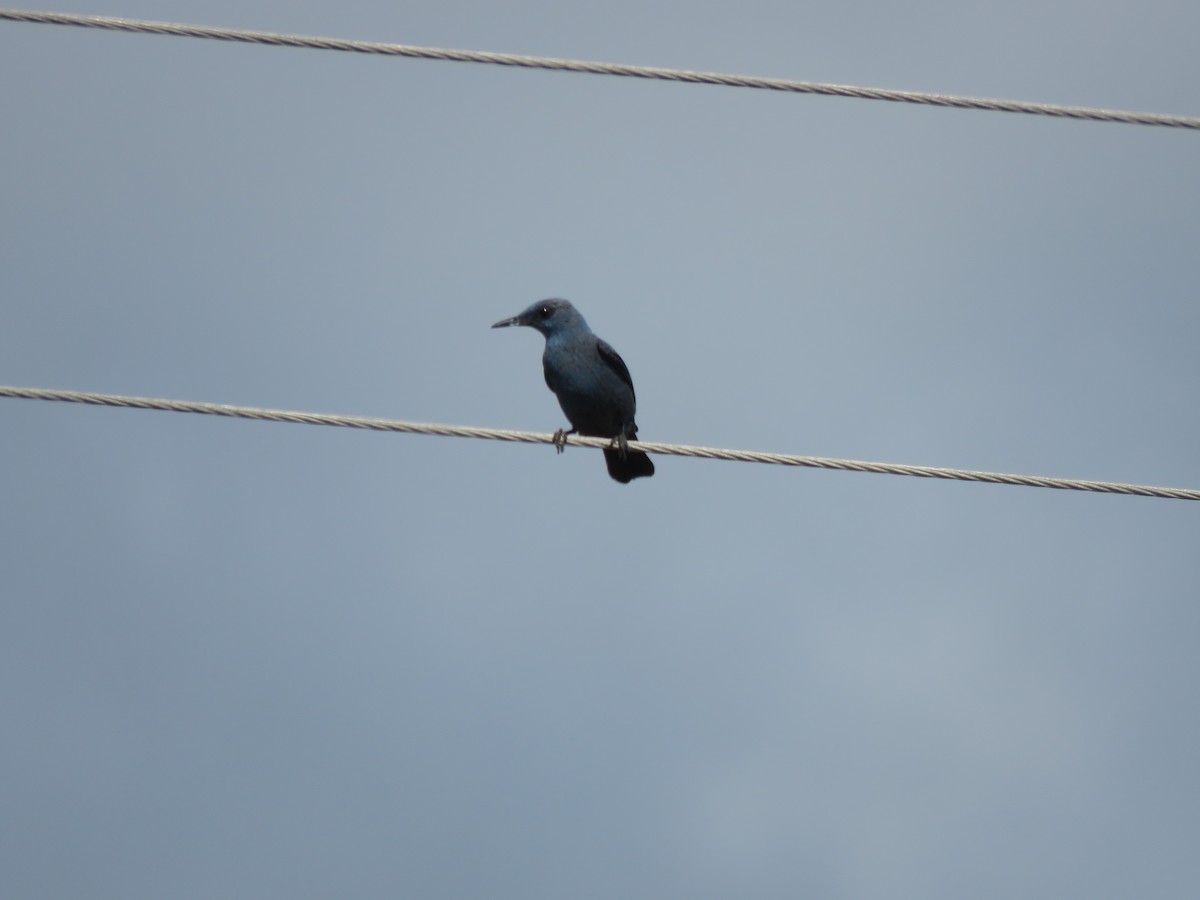 Blue Rock-Thrush - ML81392901