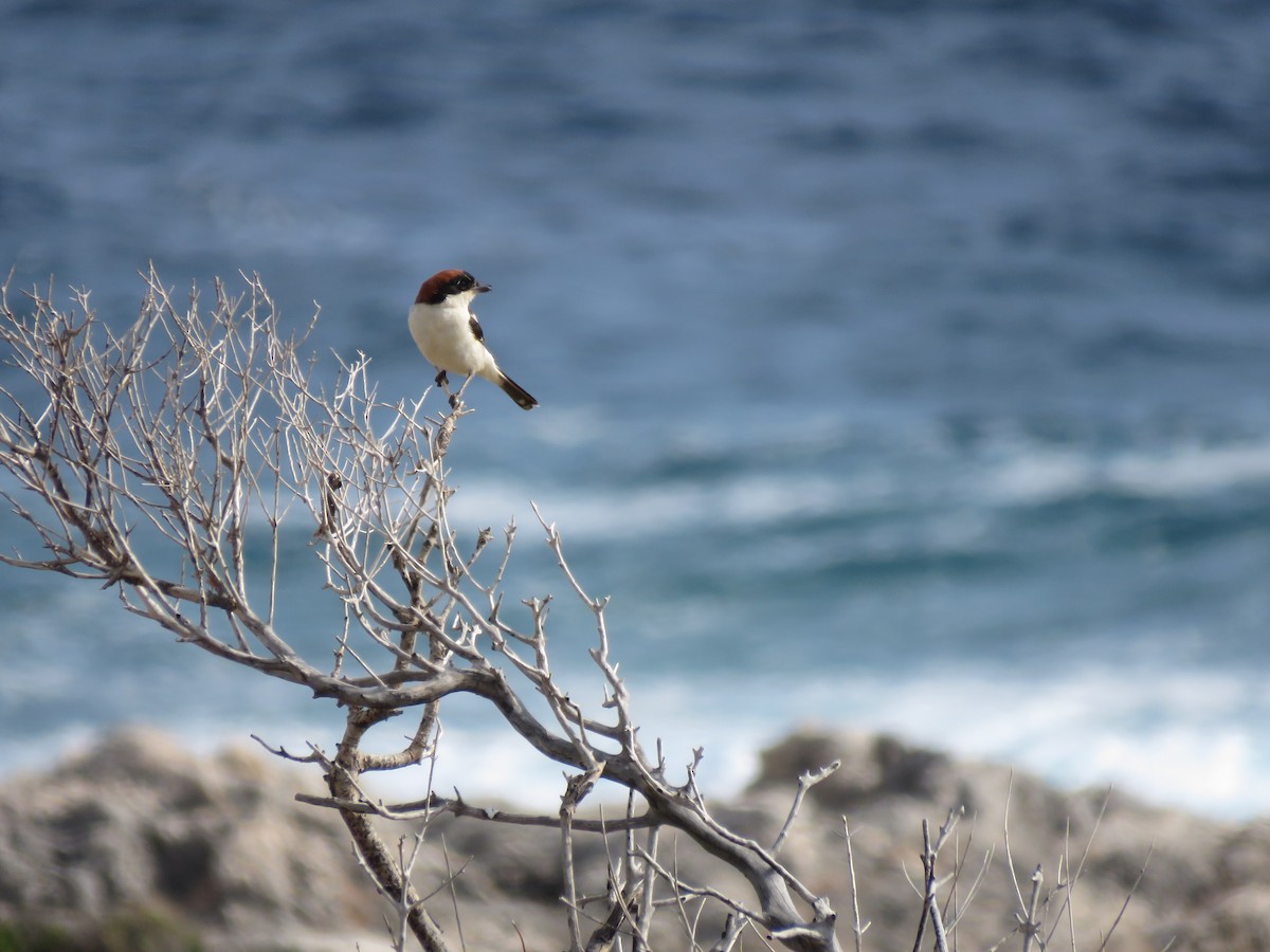 Woodchat Shrike - ML81393271