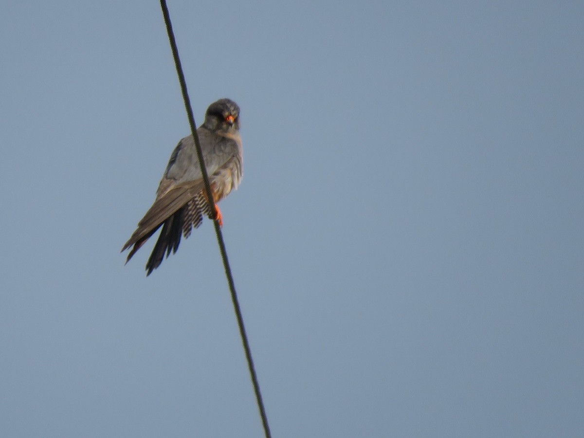 Red-footed Falcon - ML81393661