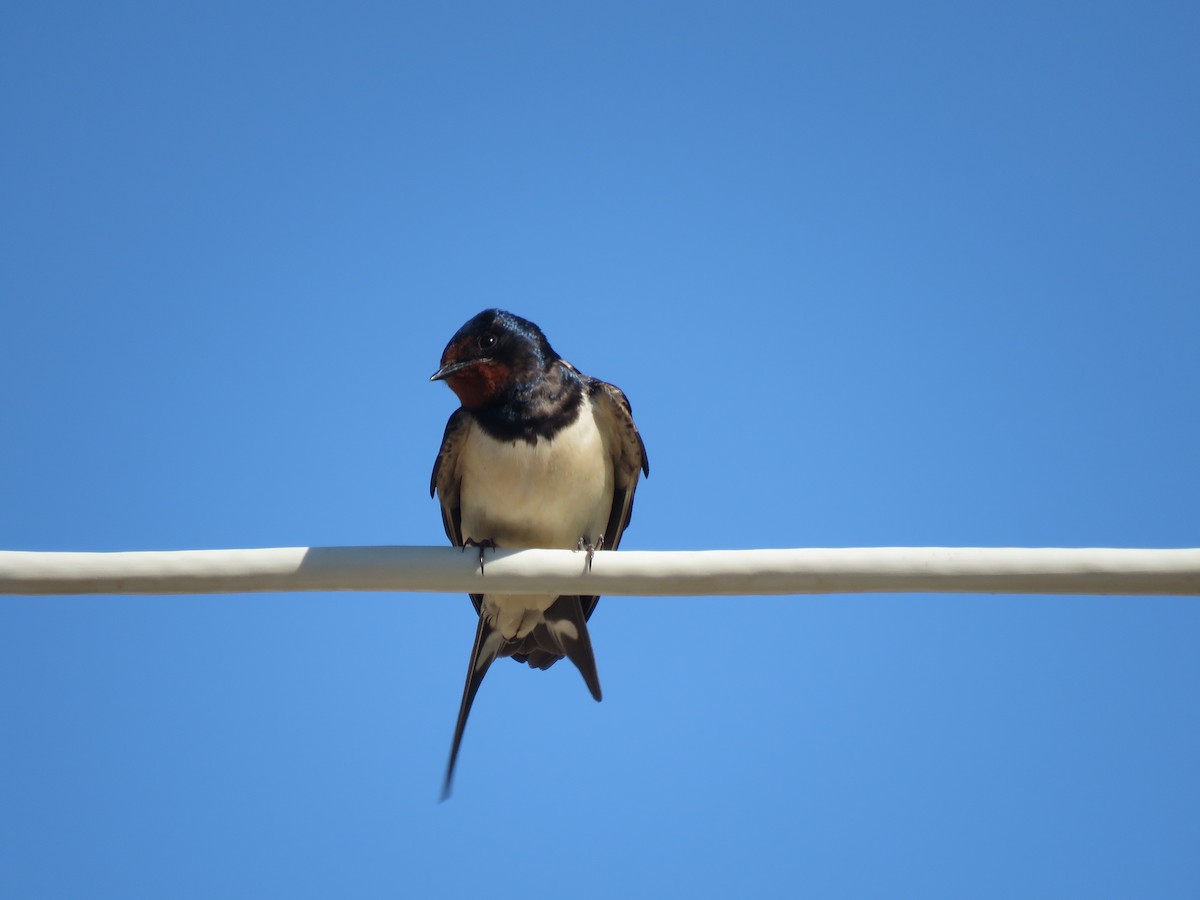 Barn Swallow - ML81394441