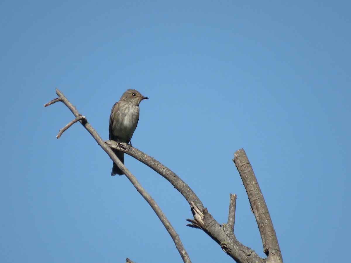 Spotted Flycatcher - ML81394851