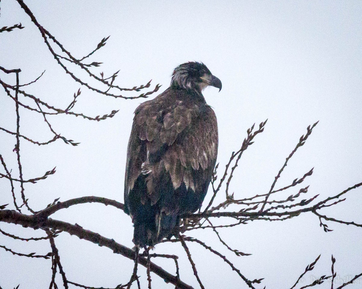Bald Eagle - ML81394961