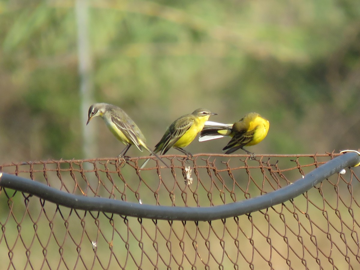 Western Yellow Wagtail - ML81395101