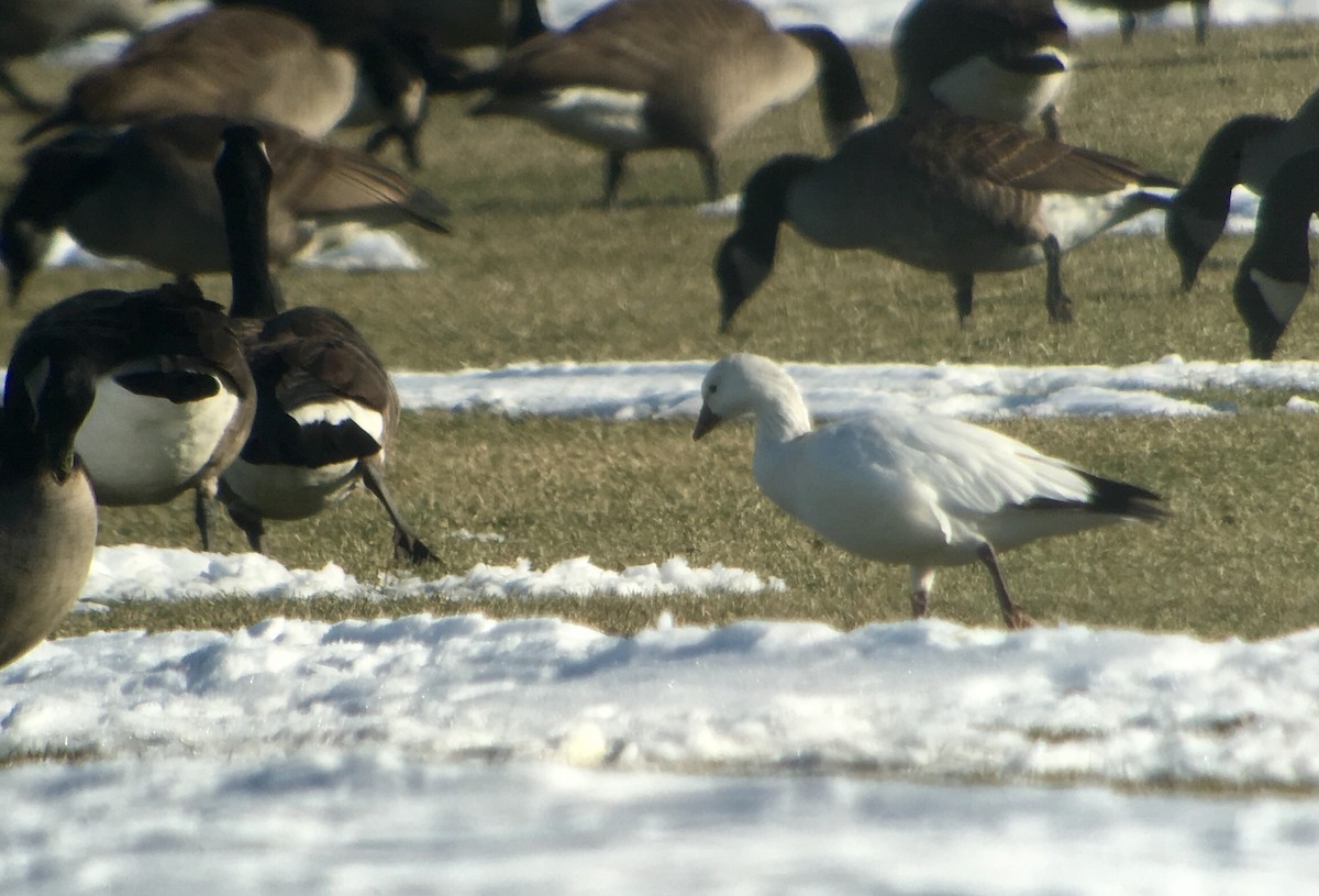 Ross's Goose - ML81395871