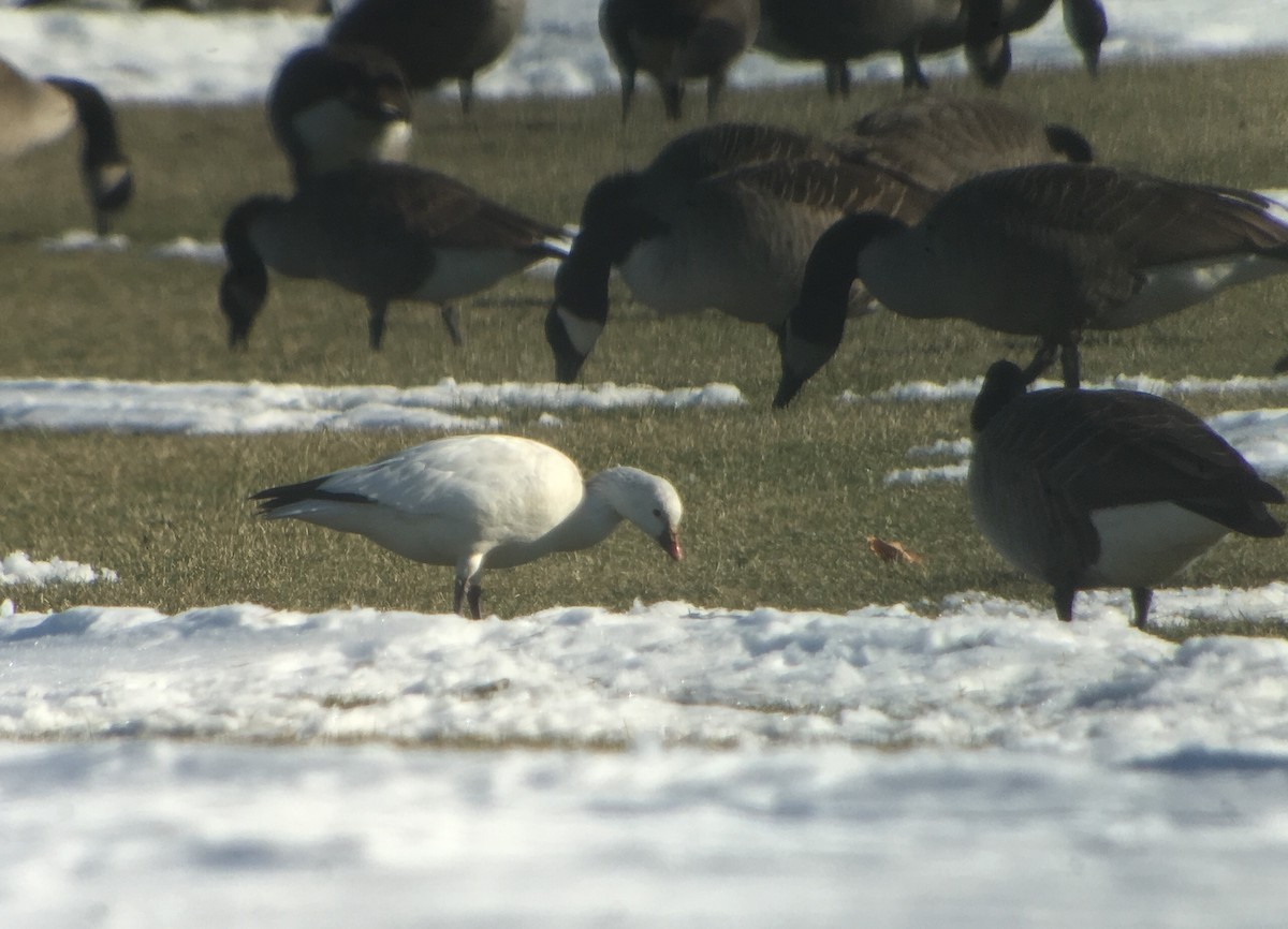 Ross's Goose - ML81395891