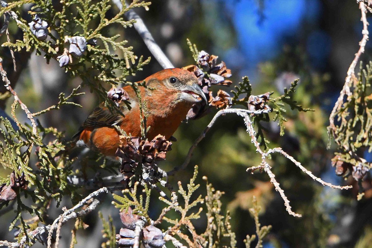 Red Crossbill (Douglas-fir or type 4) - ML81397851