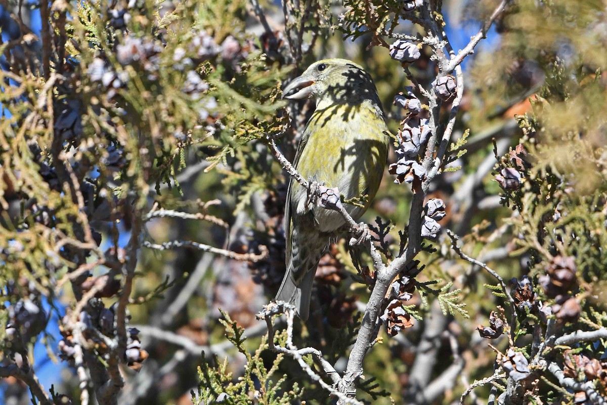 Red Crossbill (Douglas-fir or type 4) - ML81397891