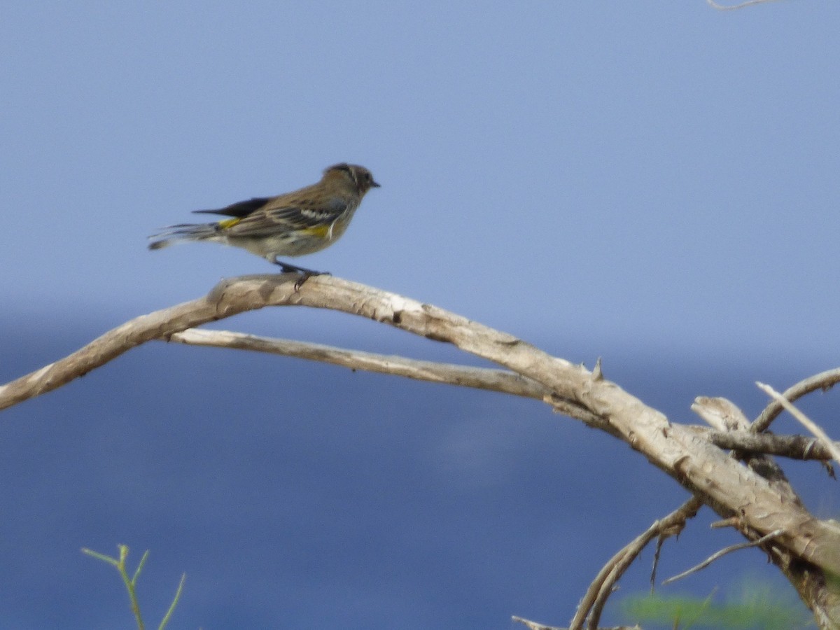 Yellow-rumped Warbler - ML81397971