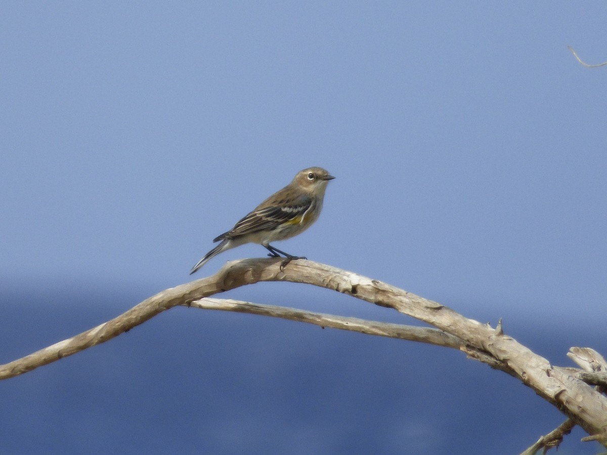 Yellow-rumped Warbler - ML81398681