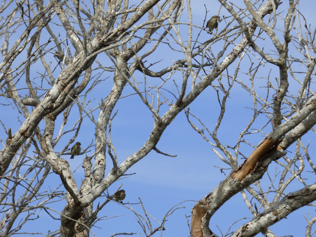 Yellow-rumped Warbler - ML81399081