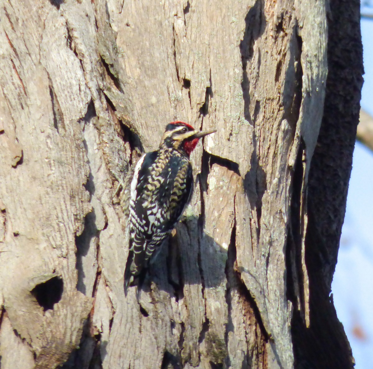 Yellow-bellied Sapsucker - ML81400441