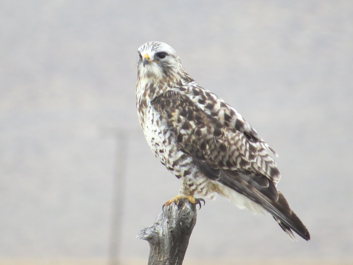 Rough-legged Hawk - ML81401901