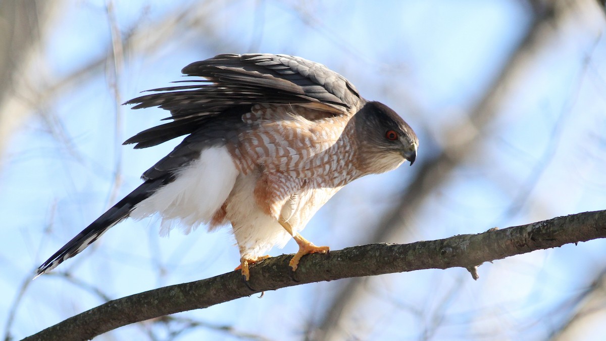 Cooper's Hawk - ML81403391