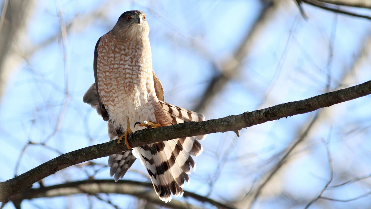 Cooper's Hawk - ML81403411