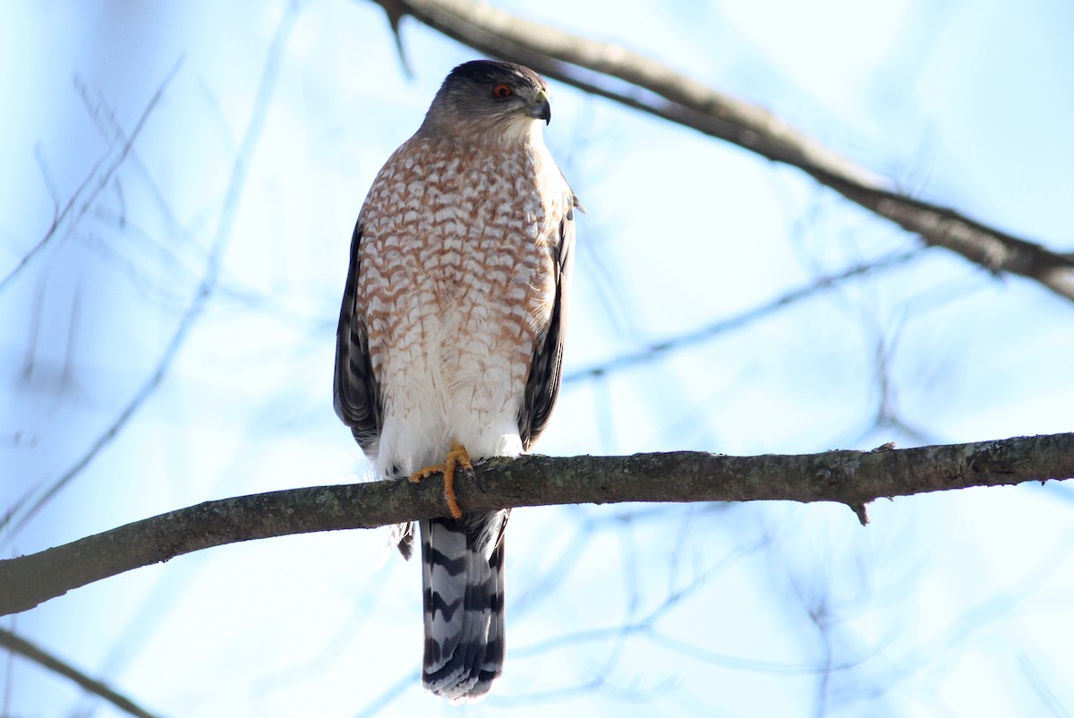 Cooper's Hawk - ML81403501