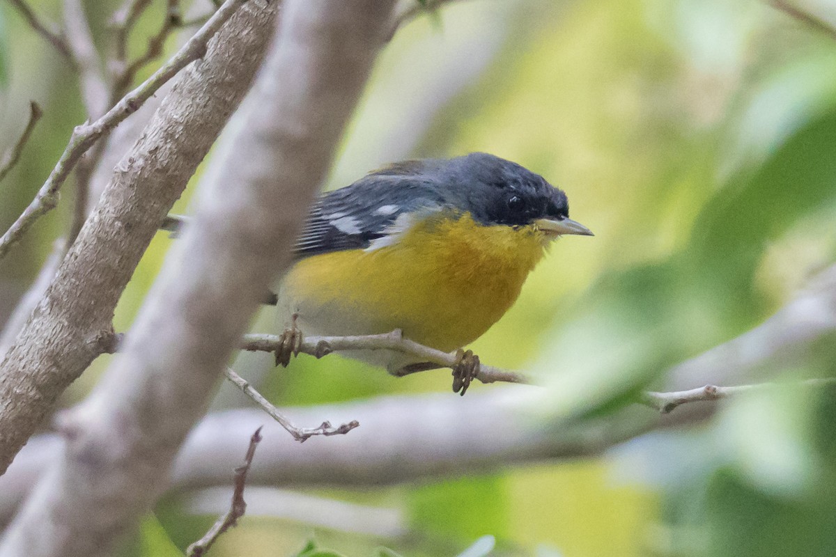 Tropical Parula - ML81407591