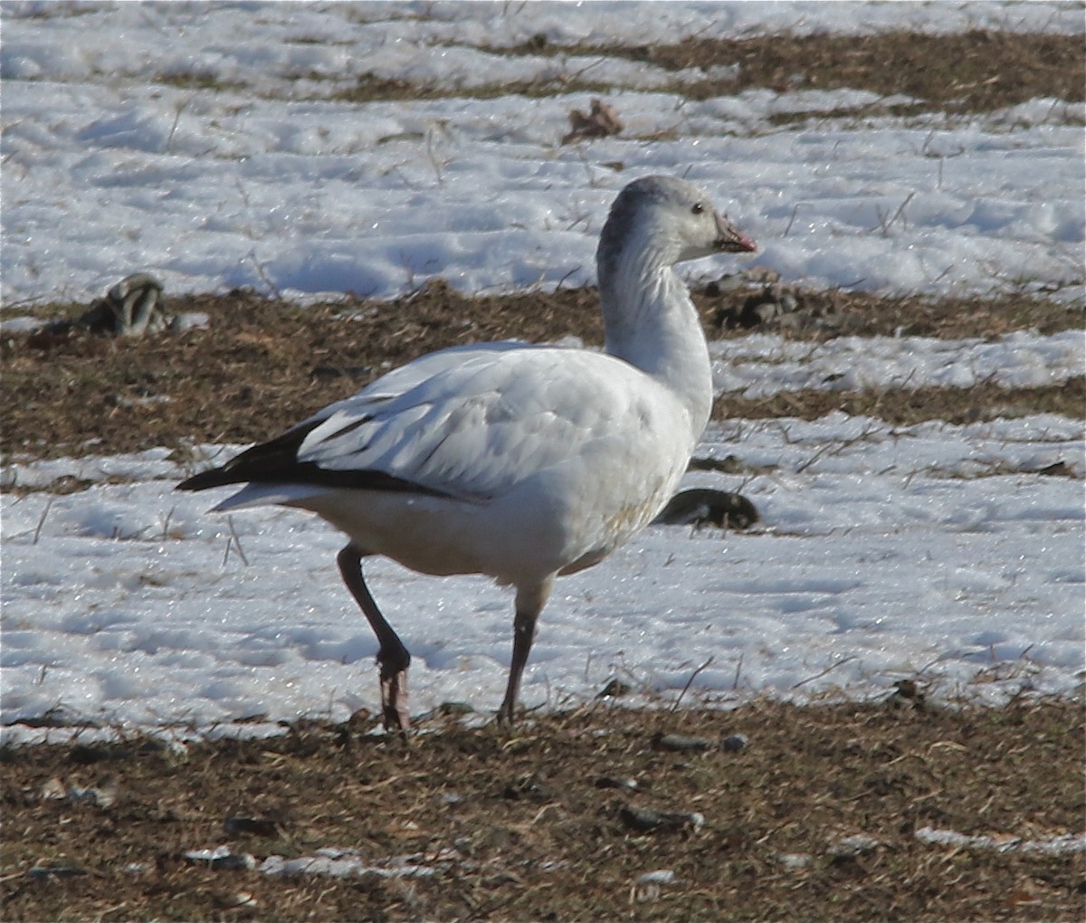 Ross's Goose - ML81409851