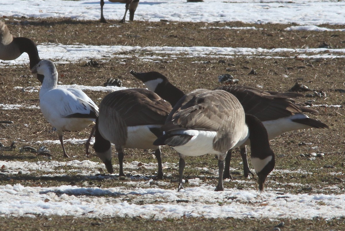 Ross's Goose - ML81409861