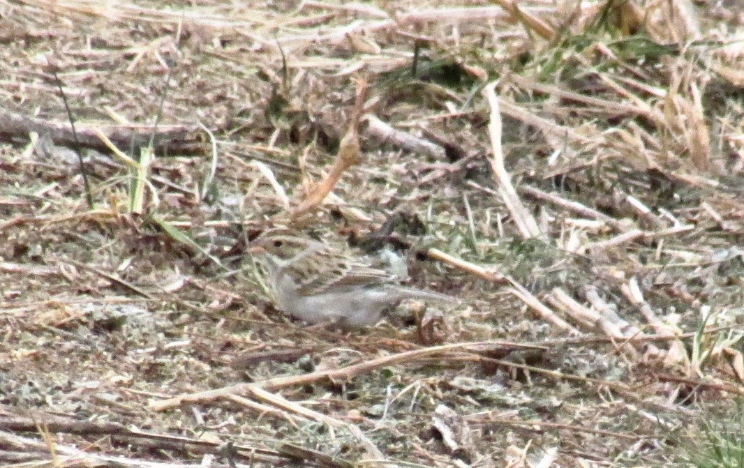 Clay-colored Sparrow - Charlie Barnard Jr.