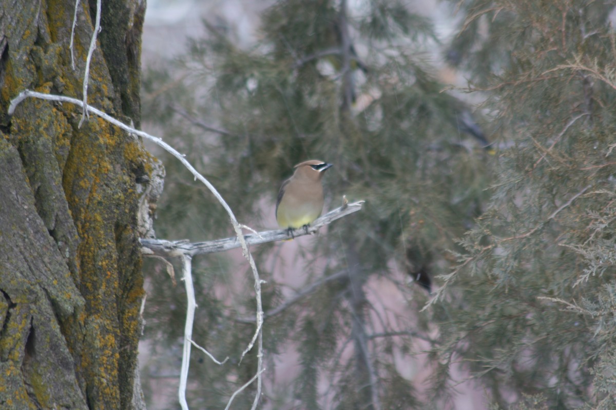 Cedar Waxwing - ML81413021