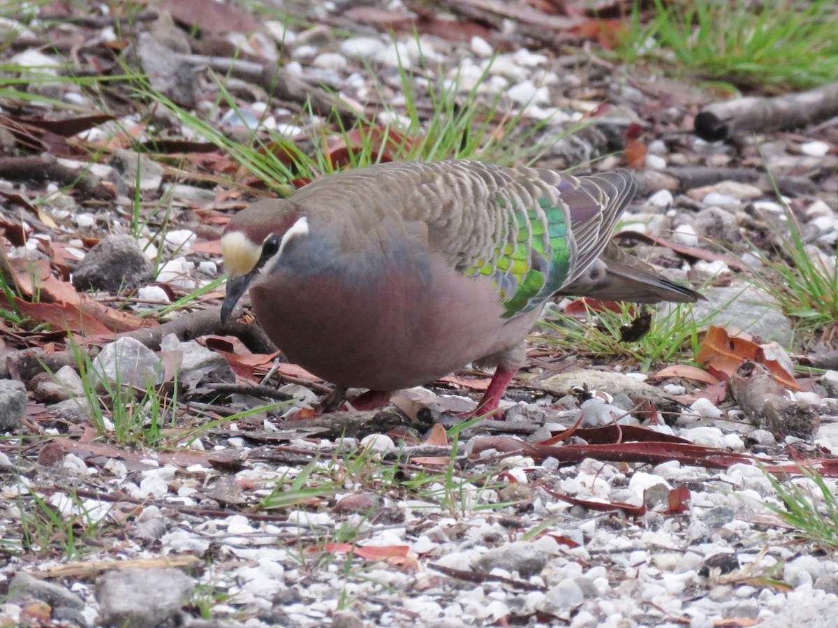 Common Bronzewing - ML81414141