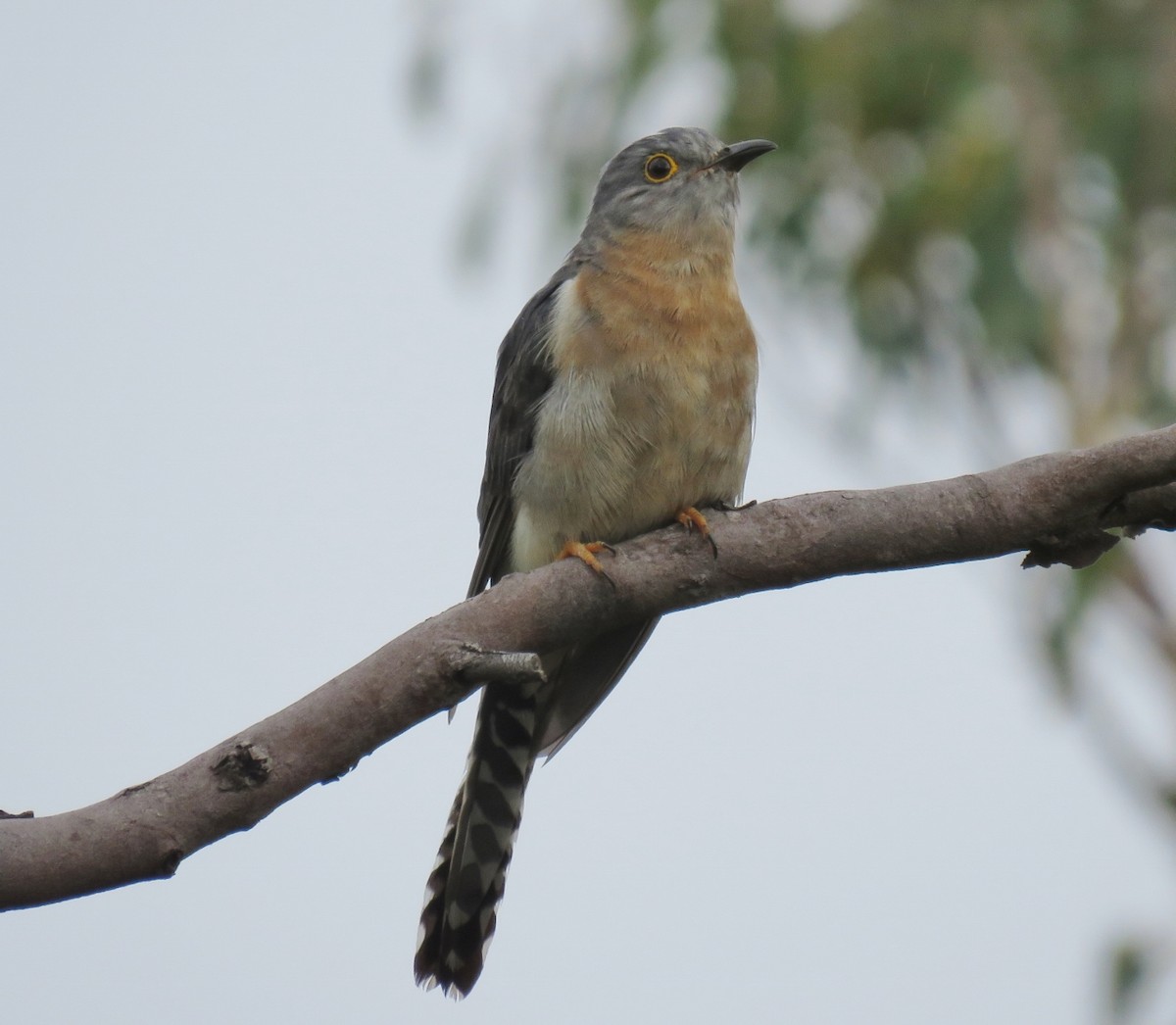 Fan-tailed Cuckoo - ML81414181