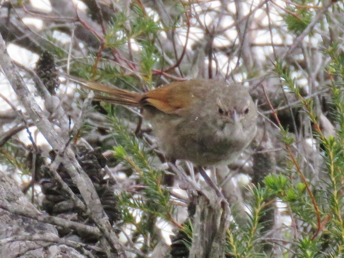 Eastern Bristlebird - ML81414271