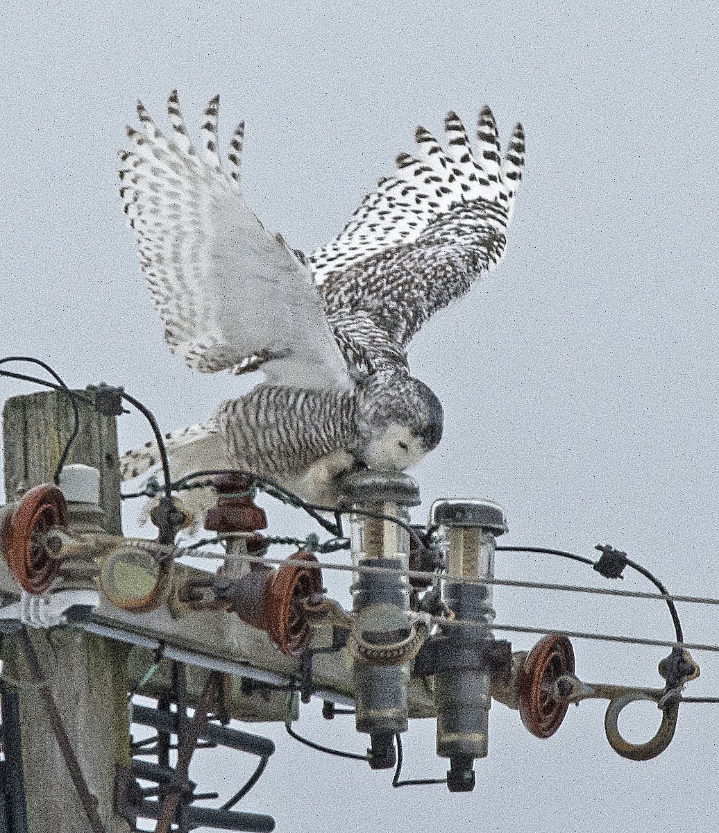 Snowy Owl - ML81414841