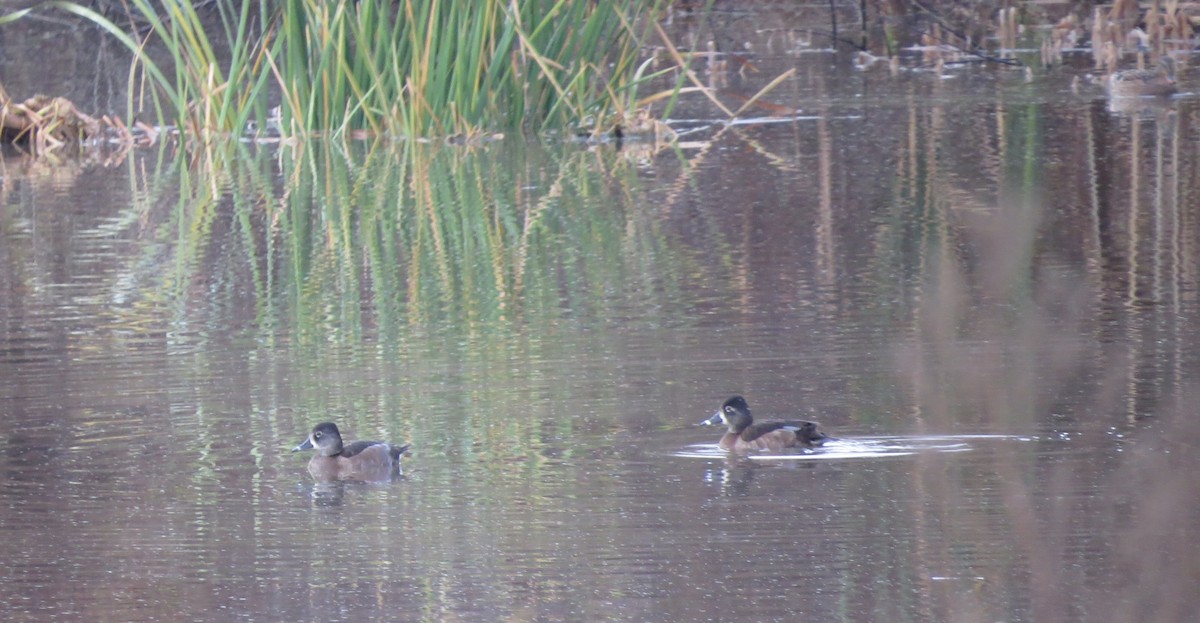 Ring-necked Duck - ML81417061