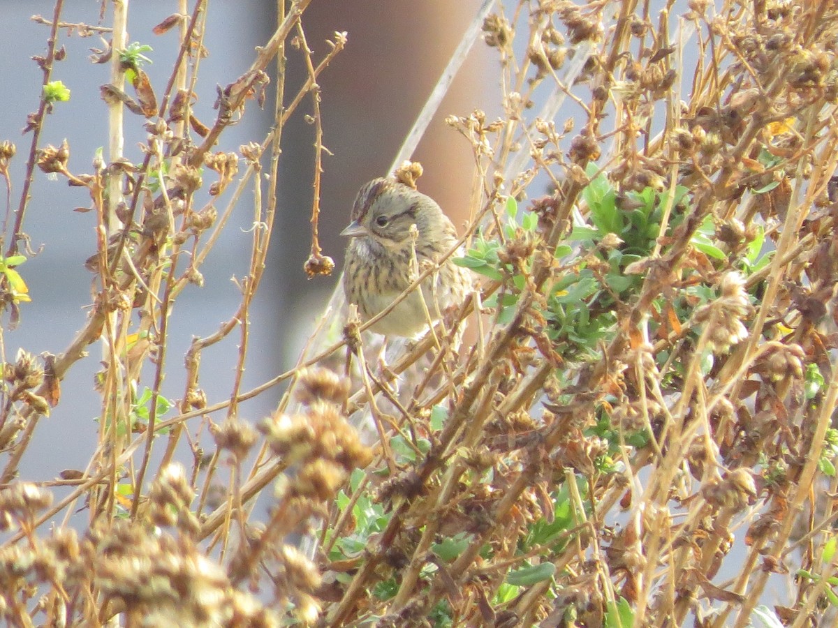 Lincoln's Sparrow - ML81417081