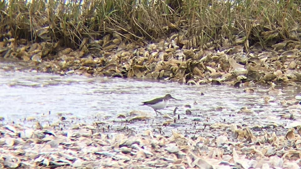 Spotted Sandpiper - ML81417171